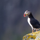 Atlantic puffin