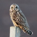 Short-eared owl in Scotland