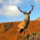 Red deer stag