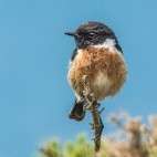 Stonechat
