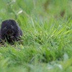 Water vole in Scotland