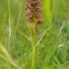 Frog orchid