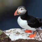 Puffin