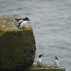 Razorbills.