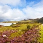Heather in Wester Ross