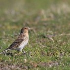 Twite