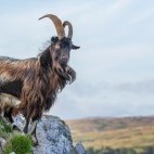Wild goat