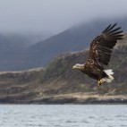 White-tailed eagle