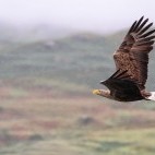 White-tailed sea eagle