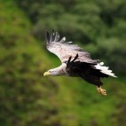 White-tailed sea eagle in Scotland