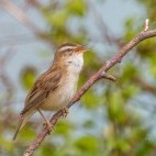 Sedge warbler in the UK