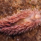 Shagrug nudibranch.