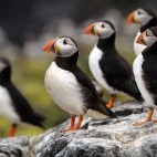 Atlantic puffins in the Shetland Islands, Scotland
