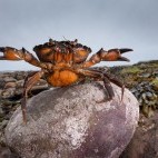 Shore crab.
