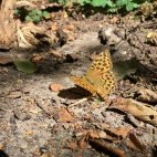 Silver-washed fritillary in Norfolk.