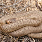 Smooth snake in the UK