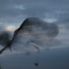Flock of starling in Somerset.