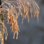 Shapwick Heath National Nature Reserve, Somerset.