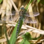Hairy dragonfly in Somerset
