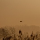 Marsh harrier silhouette at Shapwick Heath National Nature Reserve, Somerset.