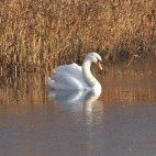 Mute swan at Shapwick Heath National Nature Reserve, Somerset.