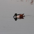 Northern shoveler at Shapwick Heath National Nature Reserve, Somerset.