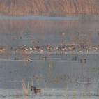 Shapwick Heath National Nature Reserve, Somerset.