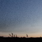 Starling murmuration at Shapwick Heath National Nature Reserve, Somerset.
