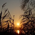 Reflection of the sun at Shapwick Heath National Nature Reserve, Somerset.