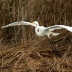 Great white egret