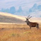 Red deer stag