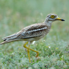 Stone curlew in the UK