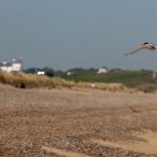 Common tern over Dunwich Heath in Suffolk