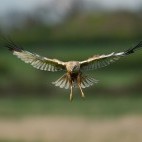 Marsh harrier