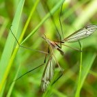 Cranefly in Surrey, UK