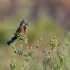 Dartford warbler in Surrey, UK