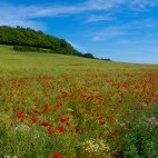 Poppy fields in the Surrey Hills, UK