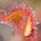 Round-leaved sundew in Surrey, UK
