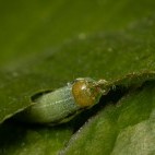 Angel shades caterpillar in Surrey.