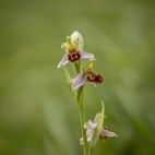 Bee orchid in Surrey.