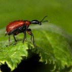 Hazel leaf roller weevil in Surrey.