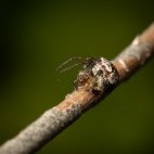 Orbweaver spider in Surrey.