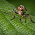 Robberfly in Surrey.