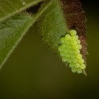 Shieldbug eggs in Surrey.