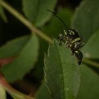 Thick-legged flower beetle in Surrey.