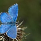 Adonis blue butterfly in Sussex.