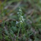 Autumn lady's tresses in Sussex.