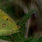 Clouded yellow butterfly in Sussex.