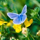 Common blue butterfly in Sussex