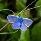 Common blue butterfly in Sussex